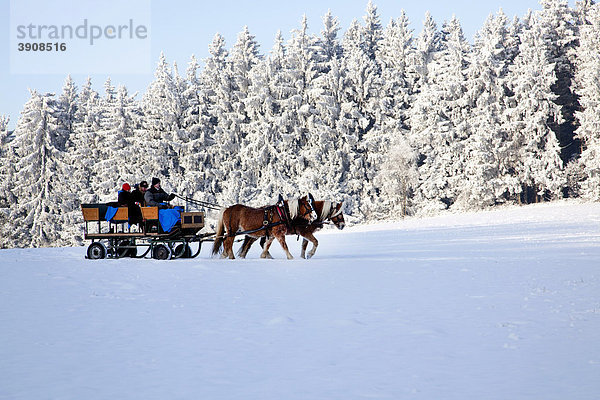 Pferdeschlittenfahrt in der Winterlandschaft im Bayerischen Wald bei Sankt Englmar  Bayern  Deutschland  Europa