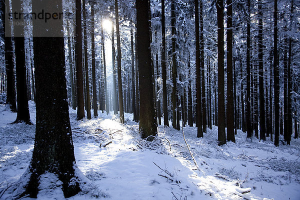 Winterwald im Gegenlicht im Bayerischen Wald bei Sankt Englmar  Bayern  Deutschland  Europa