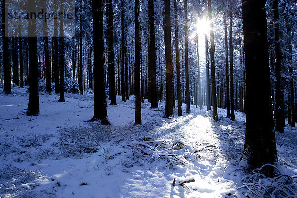 Winterwald im Gegenlicht im Bayerischen Wald bei Sankt Englmar  Bayern  Deutschland  Europa