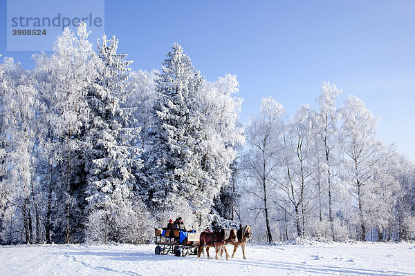 Pferdeschlittenfahrt in der Winterlandschaft im Bayerischen Wald bei Sankt Englmar  Bayern  Deutschland  Europa