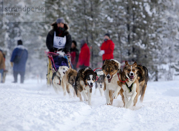 Weiblicher Langstrecken-Musher Michelle Phillips  laufende Schlittenhunde  Alaskan Huskies  Hundeschlitten  Carbon Hill Schlittenhunderennen  Mt. Lorne bei Whitehorse  Yukon Territory  Kanada