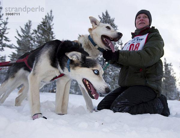 Aufgeregte Schlittenhunde an der Startlinie  Leithunde  Alaskan Huskies vom Betreuer zurückgehalten  Carbon Hill Schlittenhunderennen  Mt. Lorne bei Whitehorse  Yukon Territory  Kanada