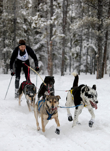 Mann beim Skijöring  Schlittenhunde ziehen Skilangläufer  Hundesport  Alaskan Huskies  Carbon Hill Hundeschlittenrennen  Mt. Lorne  in der Nähe von Whitehorse  Yukon Territorium  Kanada