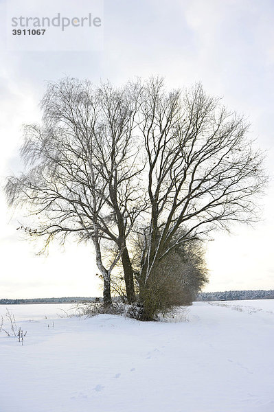 Bäume in Winterlandschaft