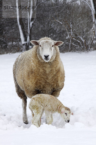 Schaf  Hausschaf (Ovis ammon f. aries) mit gerade neugeborenem Lamm im Schneetreiben im Winter