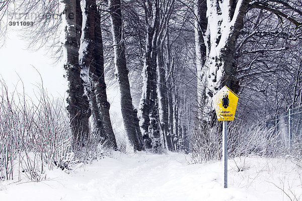 Naturdenkmal Borsteler Linden-Allee im dichten Schneetreiben im Winter  Linden (Tilia)  Borstel  Kreis Segeberg  Schleswig-Holstein  Deutschland  Europa