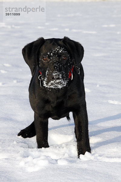 Schwarzer Labrador Retriever Welpe  Junghund  Rüde spielt im Schnee  Winter