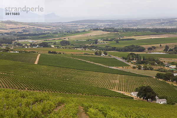 Weinberge  Stellenbosch  Kapweinland  Westkap  Südafrika  Afrika