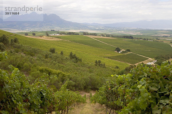 Weinberge  Stellenbosch  Kapweinland  Westkap  Südafrika  Afrika