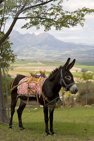 Esel  Donkey Walk vom Weingut Bein  Weinprobe auf dem Weinberg  Stellenbosch  Kapweinland  Westkap  Südafrika  Afrika