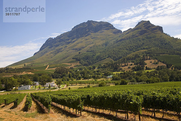 Landschaft der Kapweinland  Weingüter  Weinanbau  Stellenbosch  Kapweinland  Westkap  Südafrika  Afrika