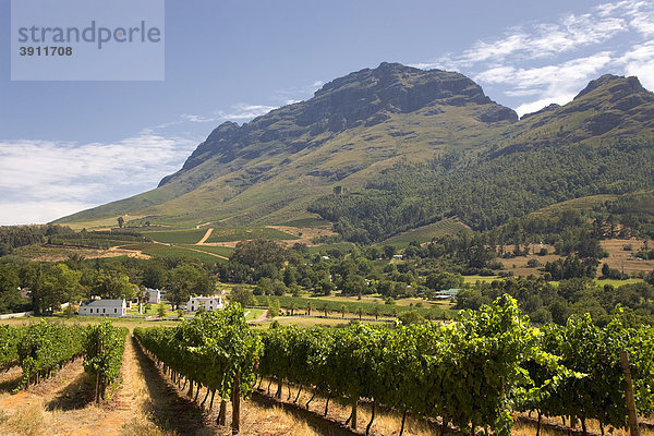 Landschaft der Kapweinland  Weingüter  Weinanbau  Stellenbosch  Kapweinland  Westkap  Südafrika  Afrika