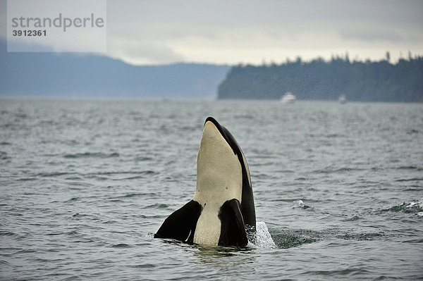 Schwertwal (Orcinus orca) im Puget Sound vor Washington  USA