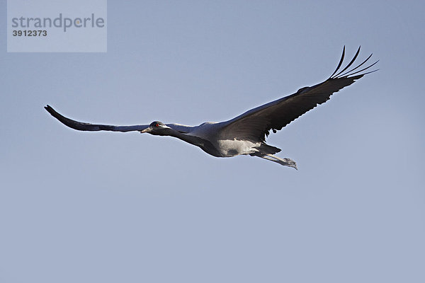 Fliegender Jungfernkranich (Anthropoides virgo) im Rann von Kachchh  Gujarat  Indien  Asien