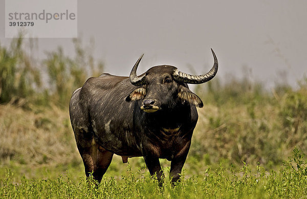 Wilder Wasserbüffel (bubalis bubalis arnee oder bubalis arnee) in Assam  Nordost-Indien  Asien