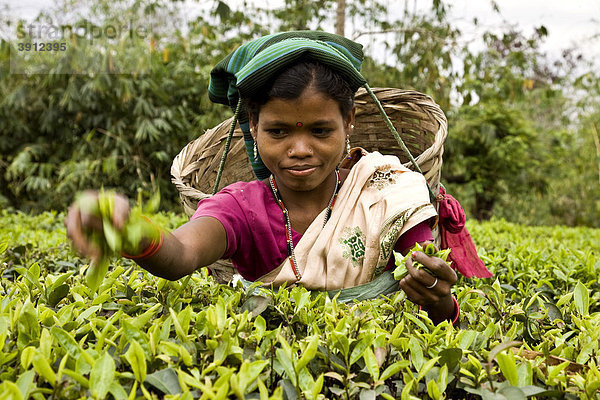 Frau pflückt Teeblätter in einem Teegarten in Assam  Indien  Asien