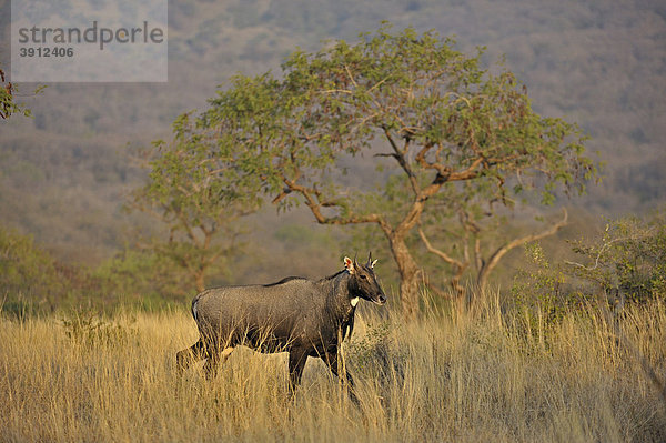 Nilgauantilope oder Nilgai (Boselaphus tragocamelus)  Ranthambore Nationalpark  Rajasthan  Indien  Asien