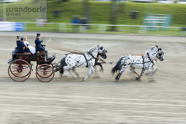 Jubiläumsveranstaltung der Ländlichen Reiter in Stadl Paura  Oberösterreich  Österreich  Europa