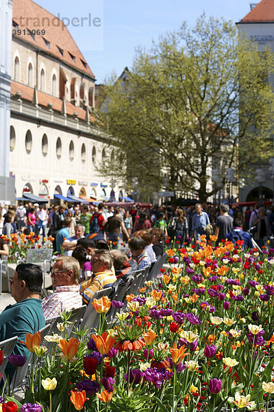 Blumen in Fußgängerzone  München  Bayern  Deutschland  Europa