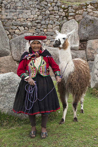 Alte peruanische Frau in traditioneller Tracht mit einem Lama  Saqsaywaman in der Nähe von Cuzco  Peru  Südamerika