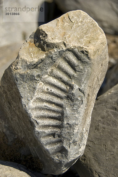 Fossil  Ammonit  Strand  Nash Point  Glamorgan Heritage Coast  Südwales  Wales  Großbritannien  Europa