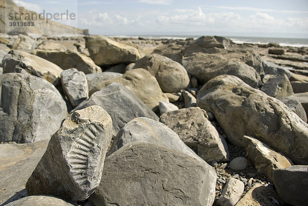 Fossil  Ammonit  Strand  Küste  Nash Point  Glamorgan Heritage Coast  Südwales  Wales  Großbritannien  Europa