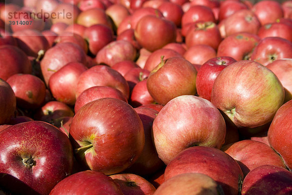 Apfelernte in Brandenburg  Deutschland  Europa