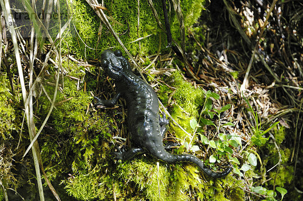 Bergsalamander (Salamander atra) auf Moos