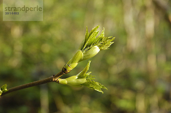Ahornblätter (Acer) beim Austreiben