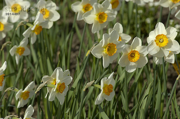 Narzisse (Narcissus Hybride) im Beet