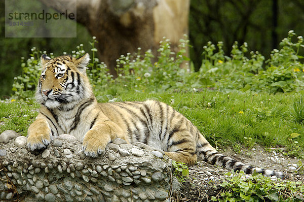 Sibirischer Tiger (Panthera tigris)  Tierpark Hellabrunn  München  Oberbayern  Bayern  Deutschland