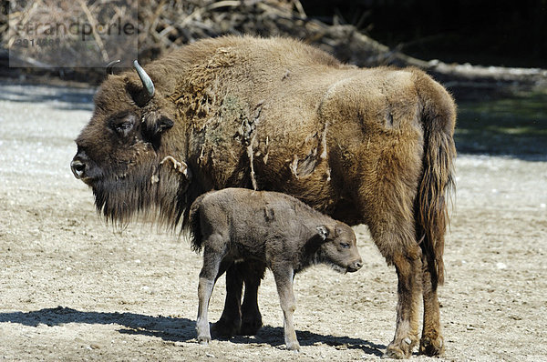 Wisent  Europäischer Büffel oder Bison (Bison bonasus) mit jungem Kalb