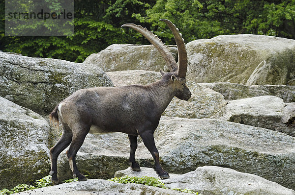 Alpensteinbock (Capra ibex)  Tierpark Hellabrunn  München  Bayern  Deutschland