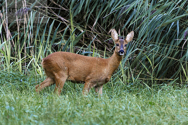 Reh (Capreolus capreolus)