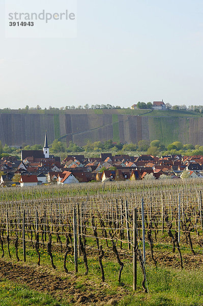 Nordheim mit Vogelsburg  Mainschleife  Unterfranken  Bayern  Deutschland  Europa