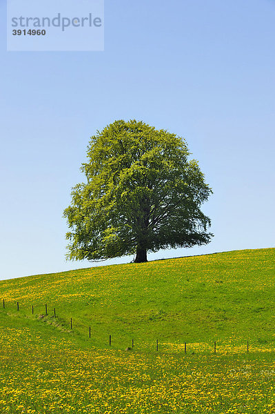 Rotbuche (Fagus sylvatica)  Frühling  Allgäu  Bayern  Deutschland  Europa