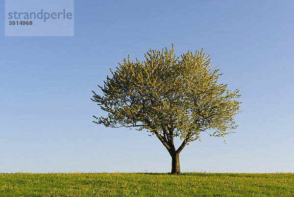 Apfelbaum auf Frühlingswiese