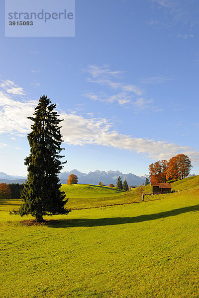 Landschaft im Herbst nahe Füssen  Ostallgäu  Allgäu  Oberbayern  Bayern  Deutschland  Europa