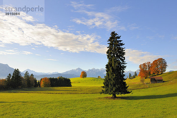 Landschaft im Herbst nahe Füssen  Ostallgäu  Allgäu  Oberbayern  Bayern  Deutschland  Europa