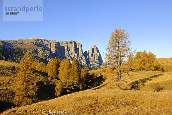 Seiser Alm mit Schlern  Dolomiten  Südtirol  Italien  Europa