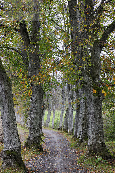 Pappelallee mit Weg im Herbst  Schwarzpappeln (Populus nigra)