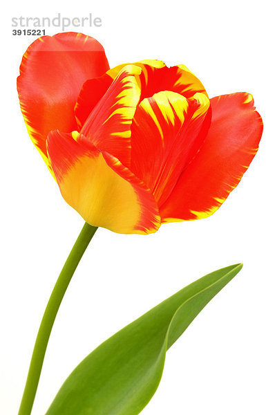 Tulpe (Tulipa)  rot  gelb