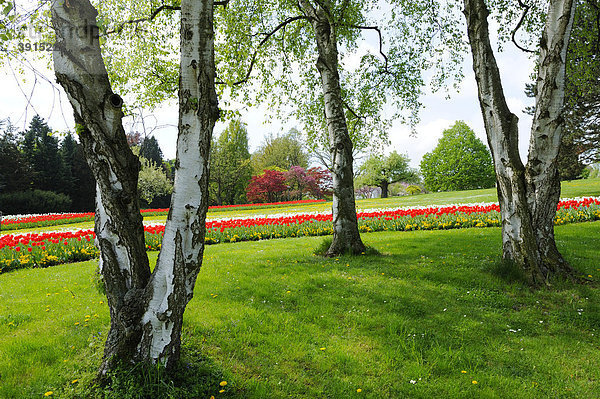 Birken mit Tulpenbeeten im Höhenpark Killesberg  Stuttgart  Baden-Württemberg  Deutschland  Europa