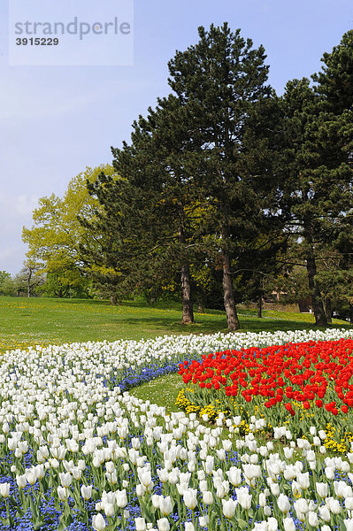 Tulpenbeet im Höhenpark Killesberg  Stuttgart  Baden-Württemberg  Deutschland  Europa