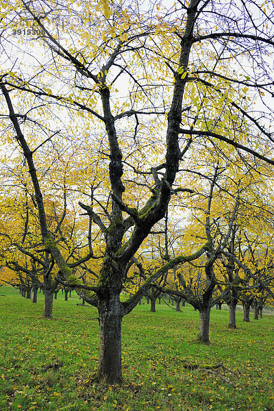 Alte Kirschbäume im Herbst