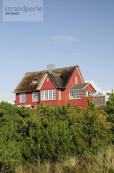 Klassisches  reetgedecktes Ferienhaus in Vejers Strand  Jütland  Dänemark  Europa