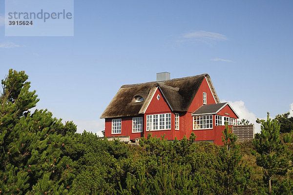 Klassisches  reetgedecktes Ferienhaus in Vejers Strand  Jütland  Dänemark  Europa