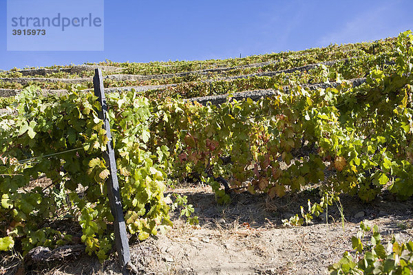 Portwein-Weinberge in der Douro Region  Portugal  Europa