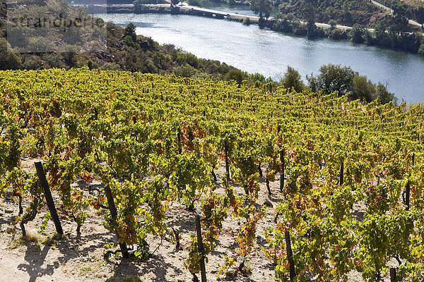 Douro-Fluss und Weinberge  Portugal  Europa