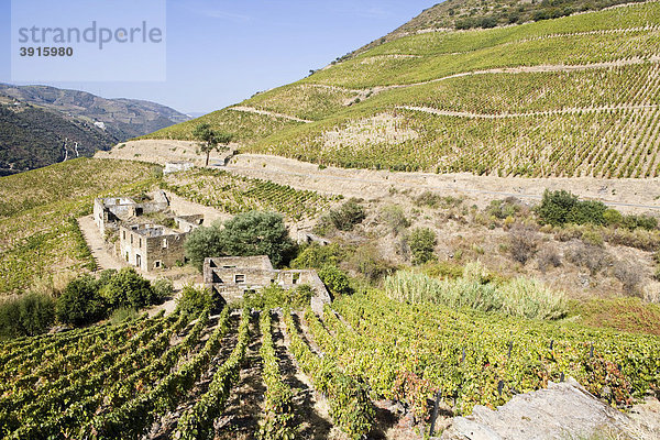 Weinberge in Douro  Peso da RÈgua  Portugal  Europa